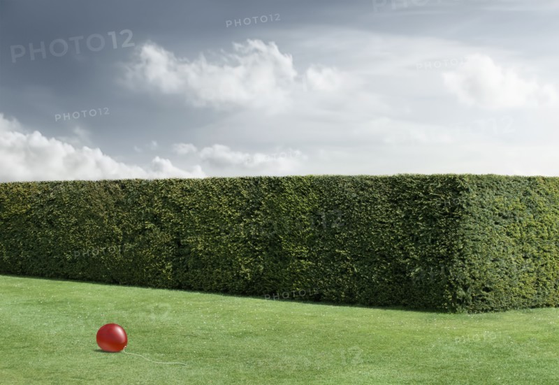 Red balloon laying on lawn by neatly trimmed hedges