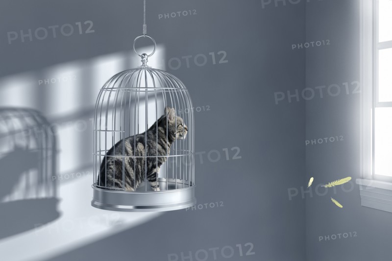 Cat sitting in birdcage