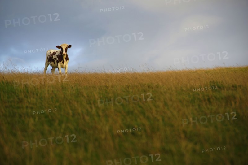 Cow standing in grassy field