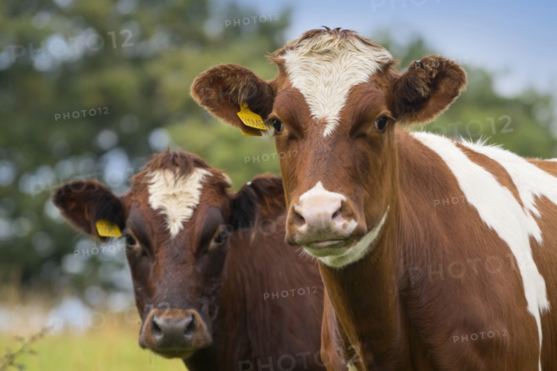 Close up of cows in field