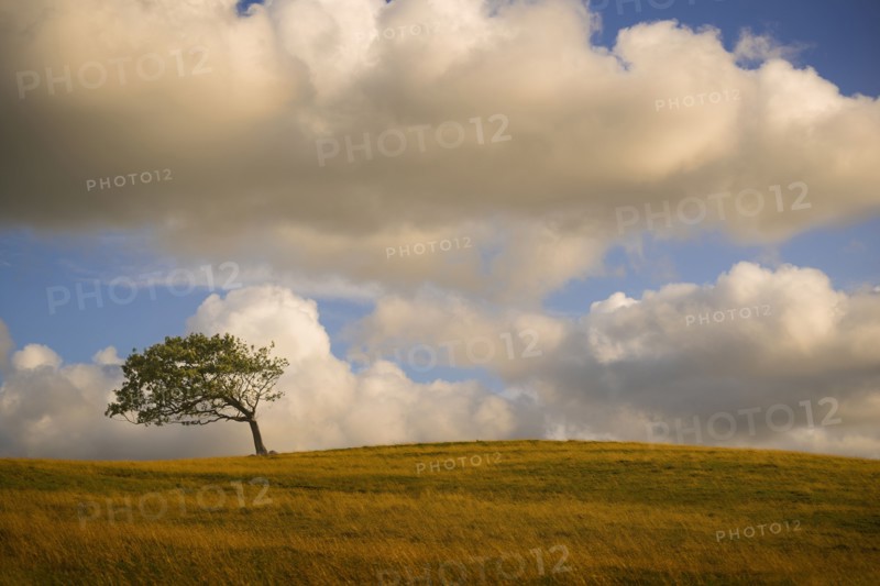 Bent tree on rolling hills in rural landscape