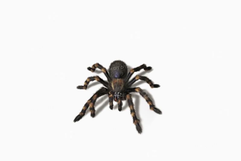 Close up of tarantula crawling