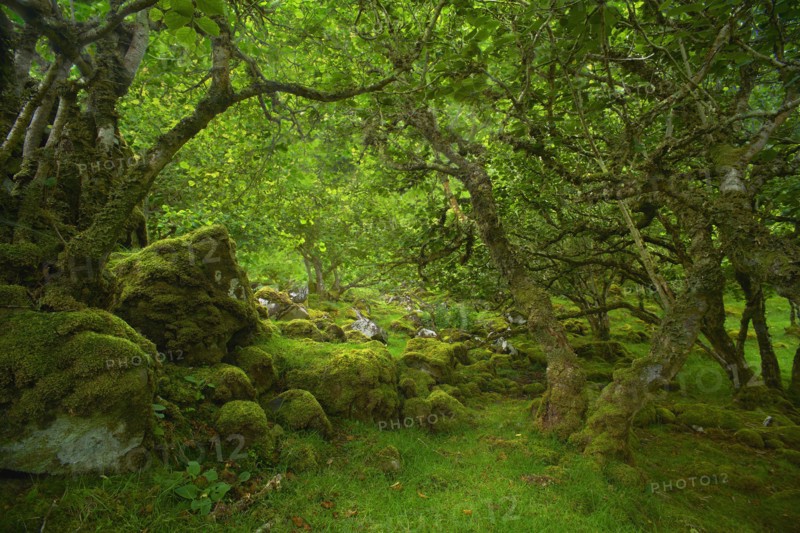 Trees over mossy rocks in forest