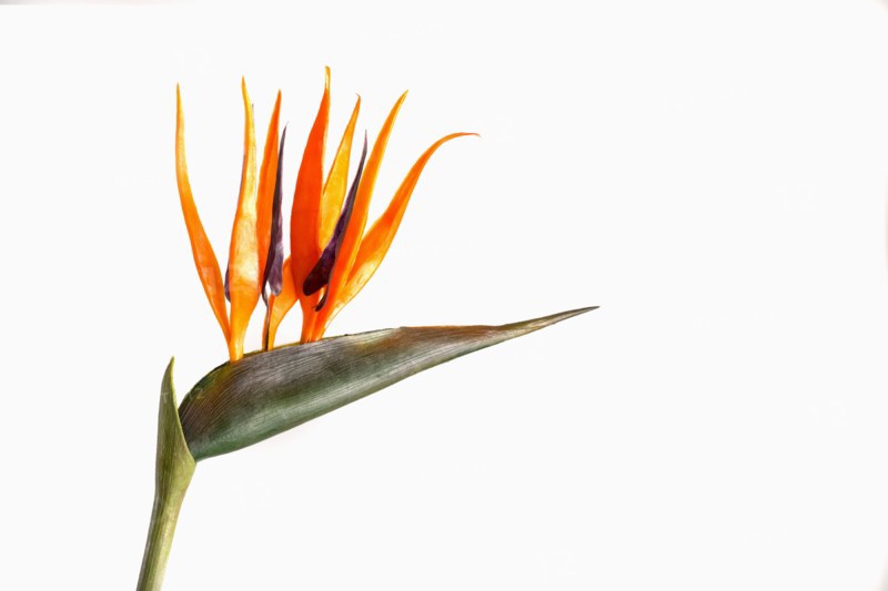 Close up of blooming flower