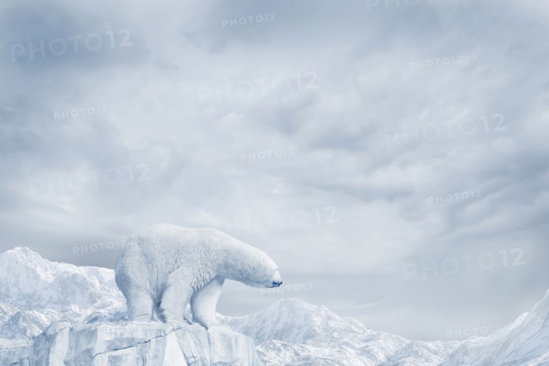 Polar bear standing on glacier