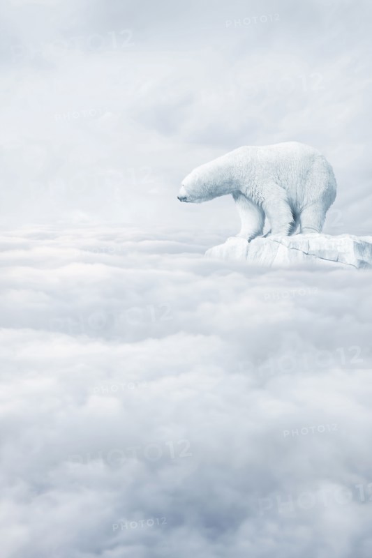 Polar bear floating on ice floe in clouds