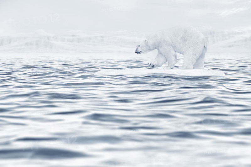 Polar bear floating on ice floe in ocean