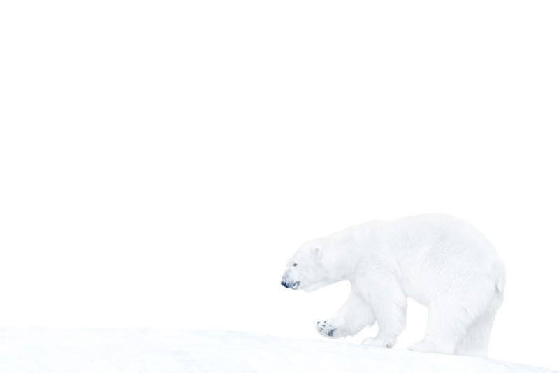 Polar bear walking on ice