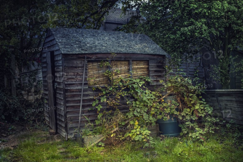 Wooden shed in overgrown garden