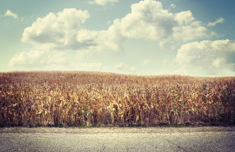 Road near brown agriculture crop field