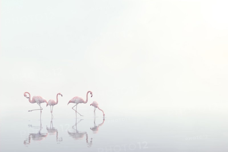 Flamingos wading in foggy water