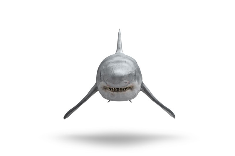 Shark floating on white background