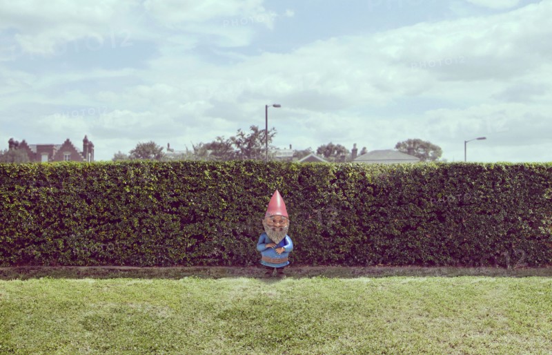 Garden gnome near hedge