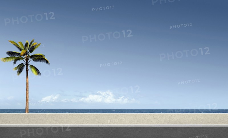 Palm tree at ocean