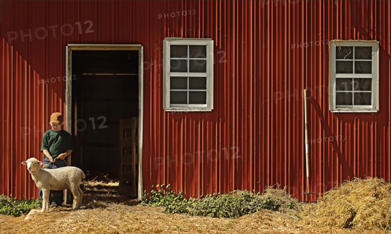 Caucasian boy holding leash on sheep at barn