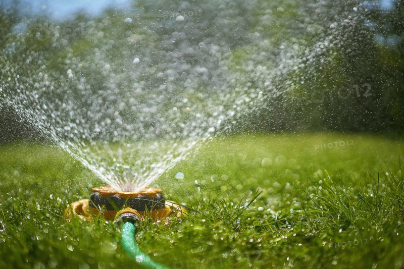 Surface level view of backyard sprinkler spraying