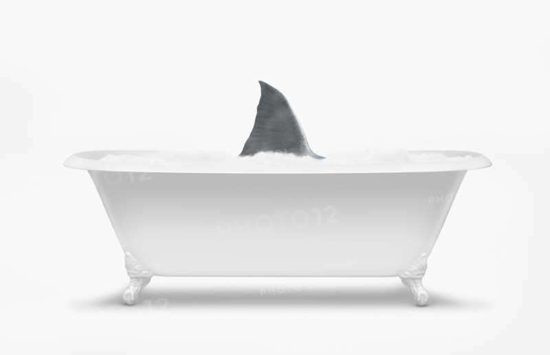 Fin of shark swimming in bathtub