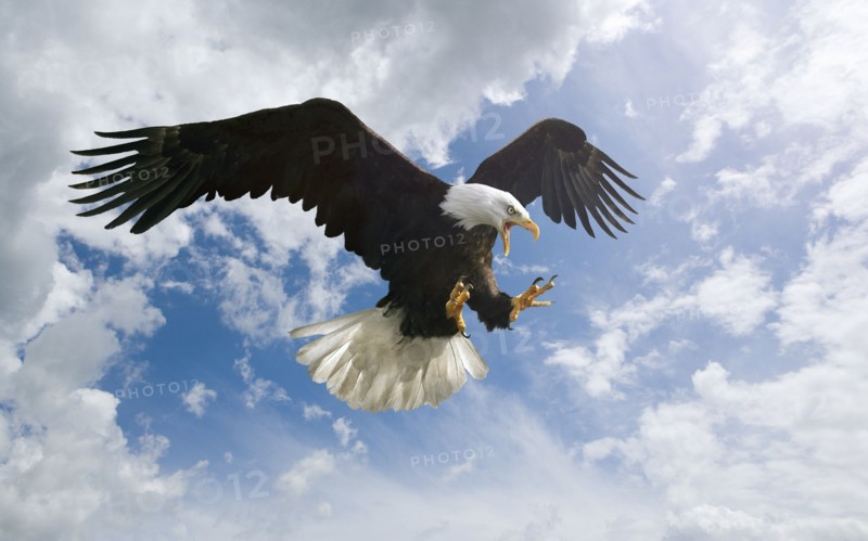 Fierce eagle flying in cloudy sky