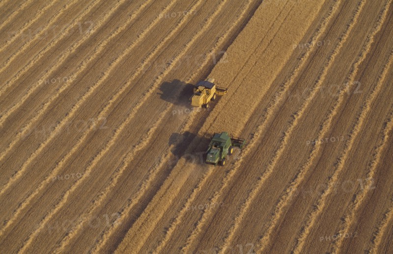 Combine harvesters in wheat field aerial view