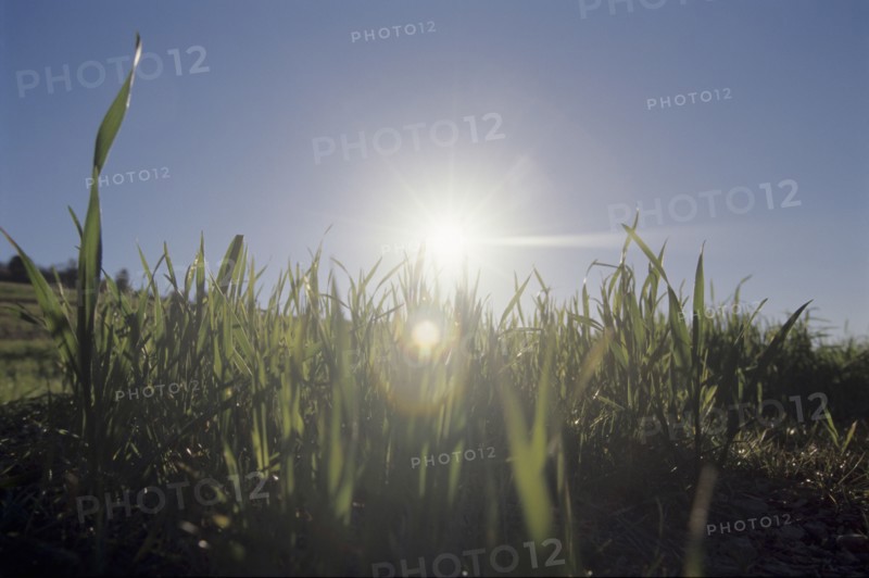 shoots of green grass
