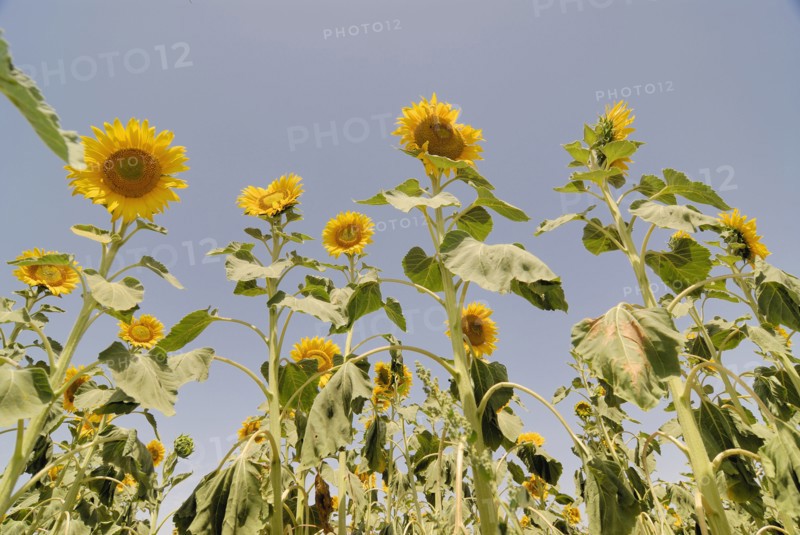 Sunflowers in field