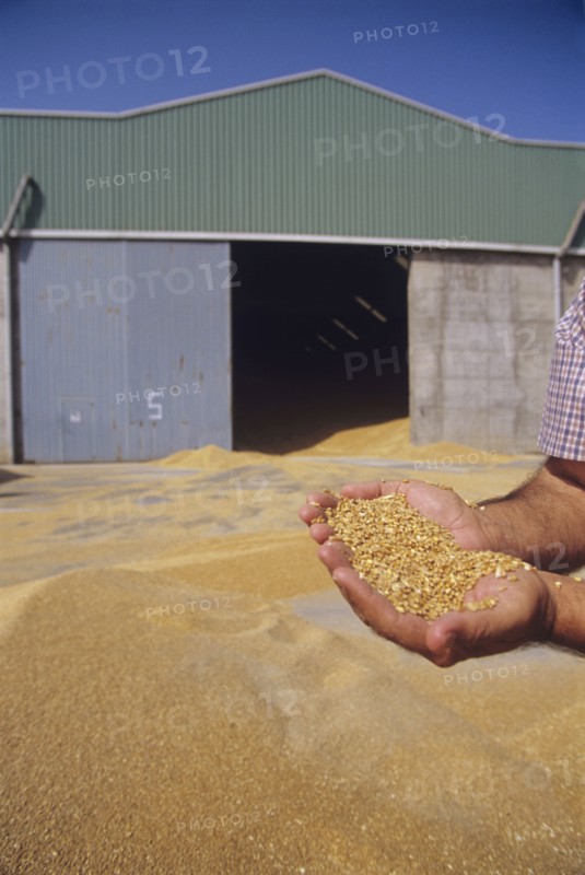 Man holding handful of grain outside barn close-up