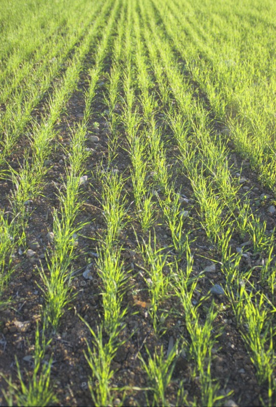 Grass Seedlings Growing in a Field