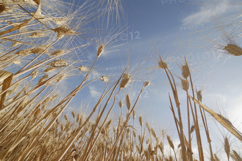Stalks of ripe wheat close-up low angle view