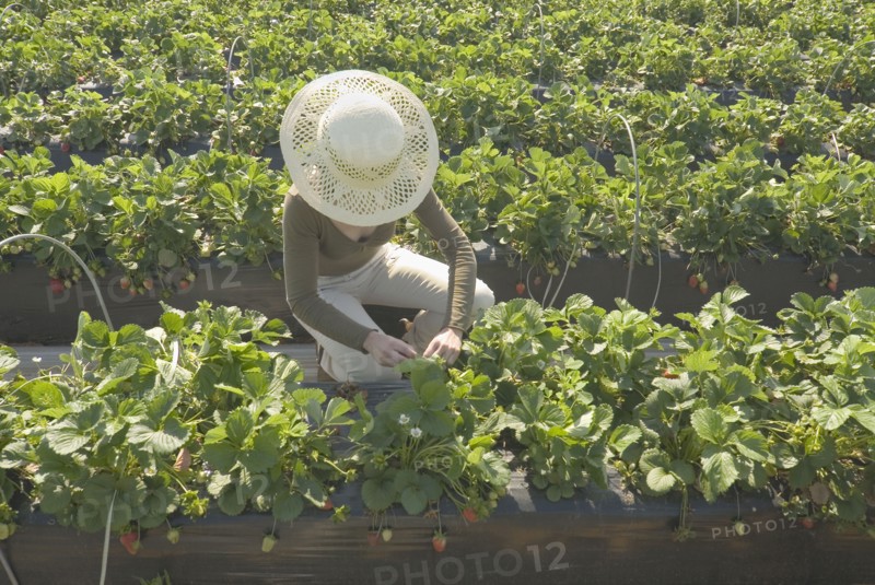 Woman wearing straw hat tending to plants in strawberry plantation