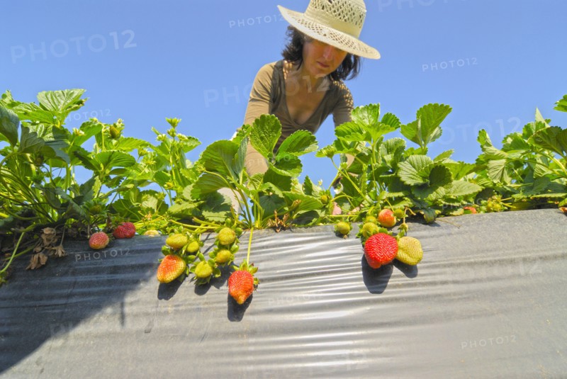 Woman tending to strawberries low angle view
