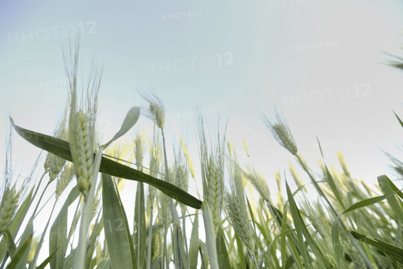 stalks of wheat low angle view