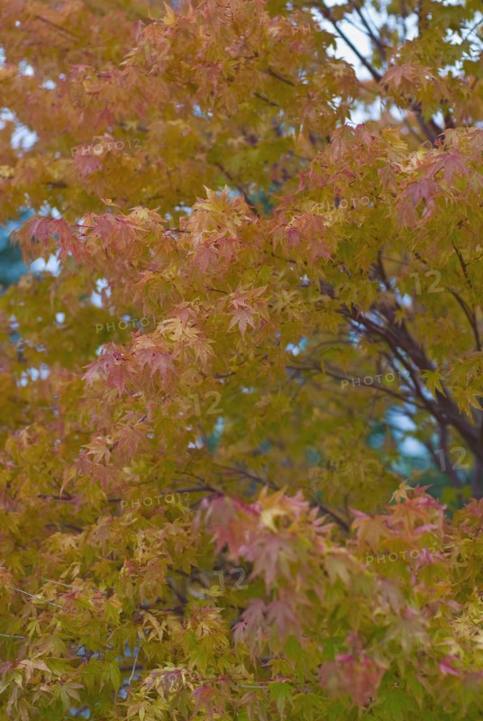Leaves colored autumn red
