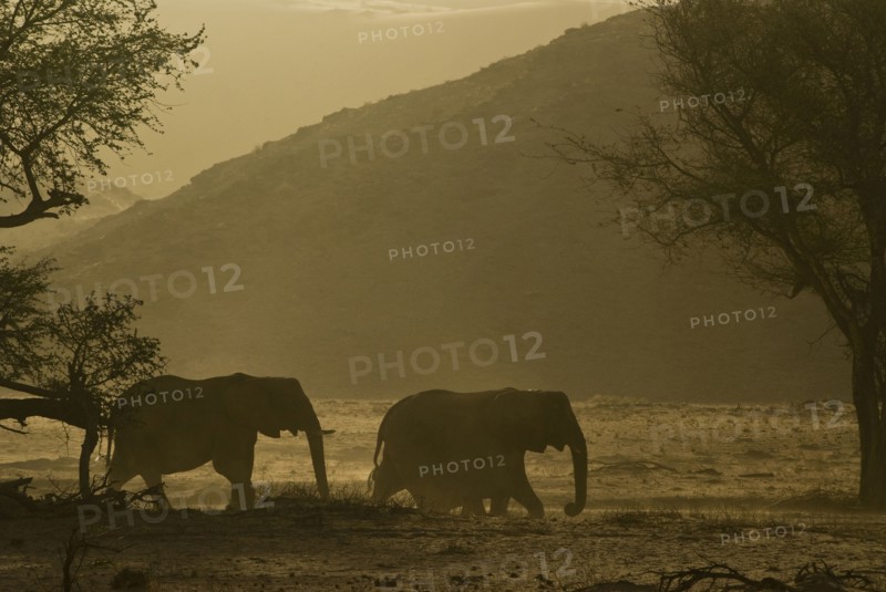 silhuette of desert elephant herd walking