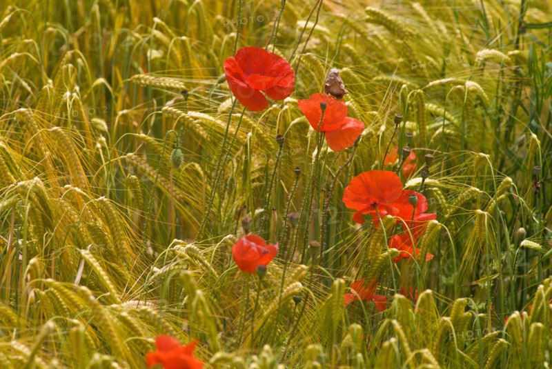Red poppy flowers in wheat field
