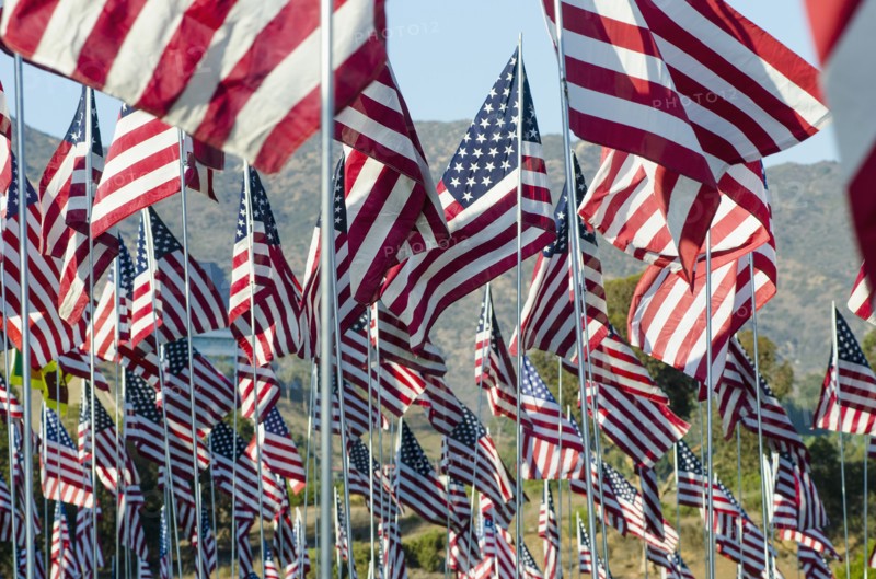 American flags standing in field
