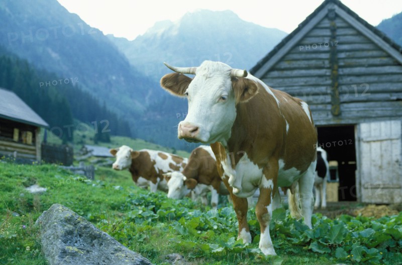 Cows grazing in farm field under remote mountains