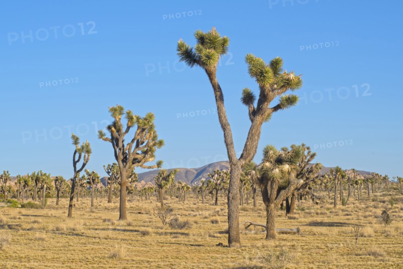 Joshua trees in Mojave Desert