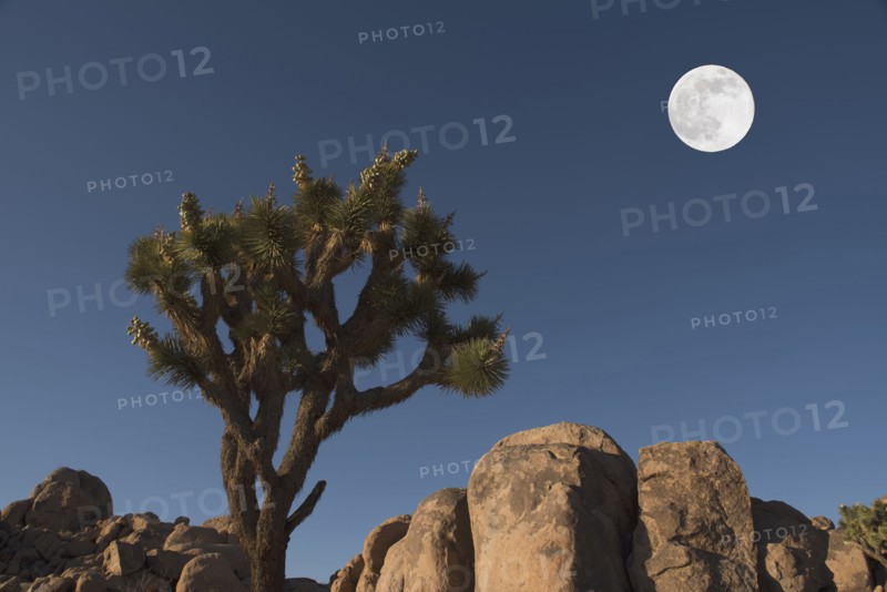 Full moon above Joshua tree and rocks