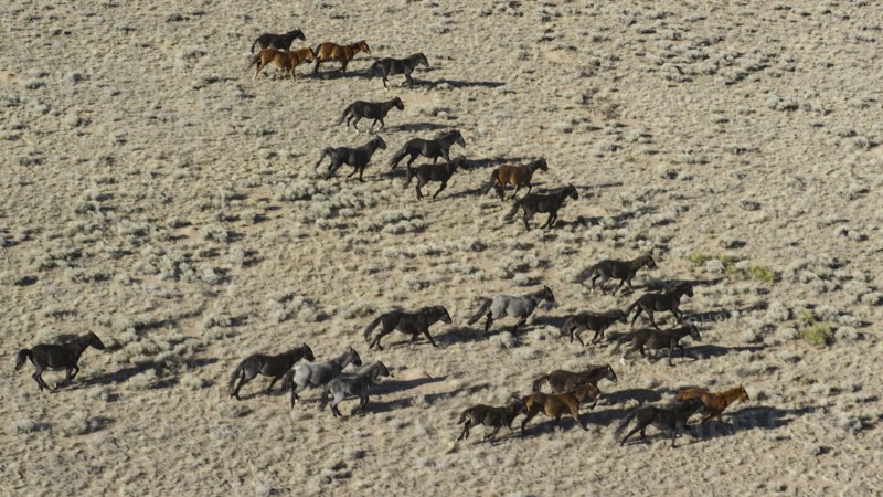 Wild mustangs running in landscape