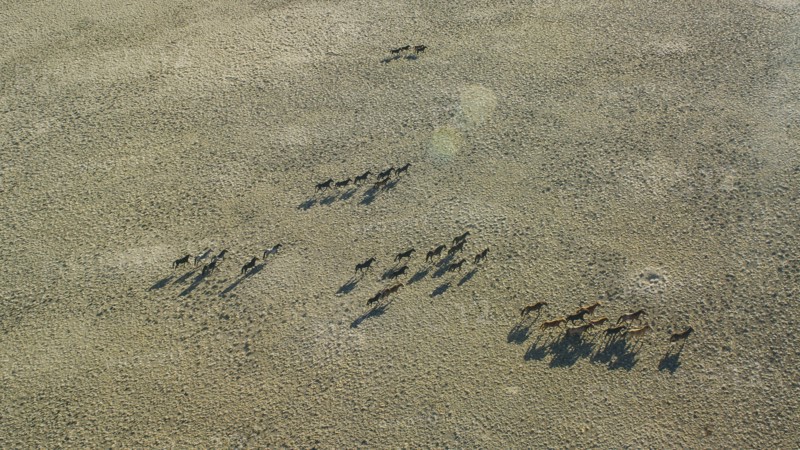 Wild mustangs running in landscape