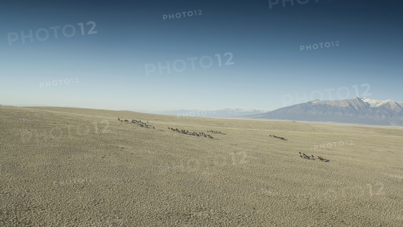 Wild mustangs running in landscape