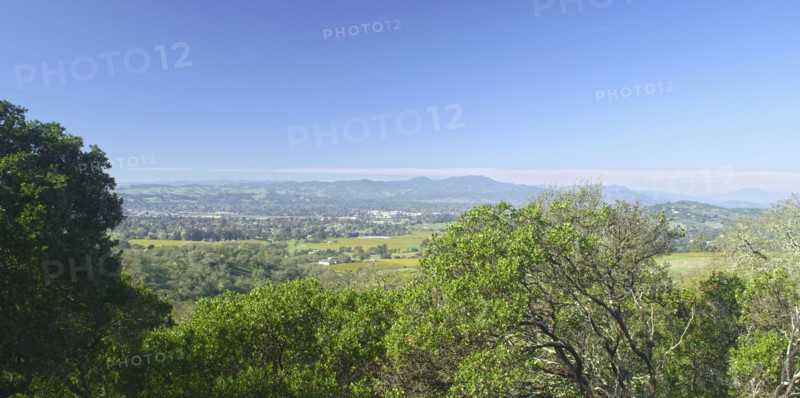 Trees in landscape