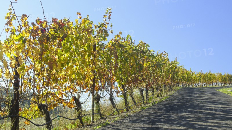 Vineyard near road