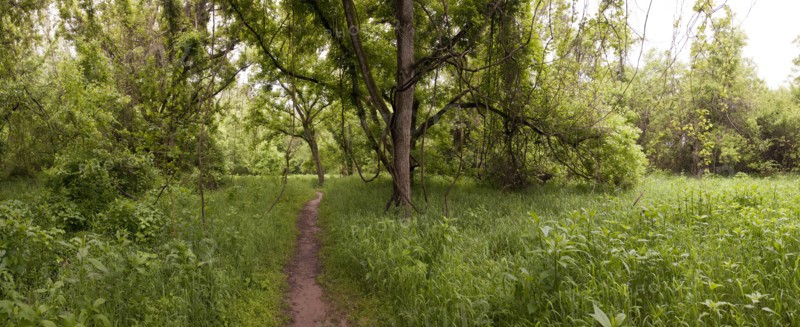 Dirt path through grass in rural forest