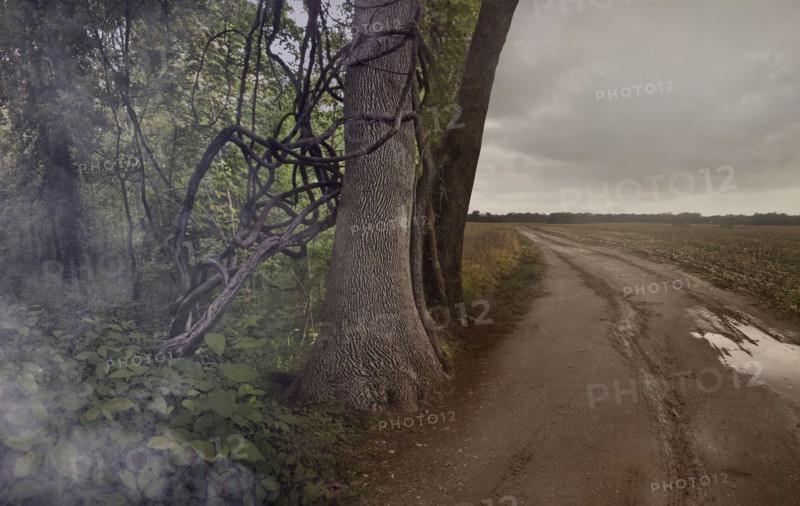 Dirt path by forest and rural fields
