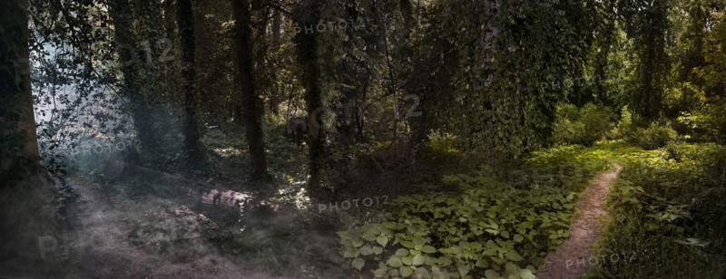 Panoramic view of fog and sunlight in remote forest