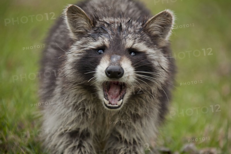 Fierce raccoon baring teeth in grass