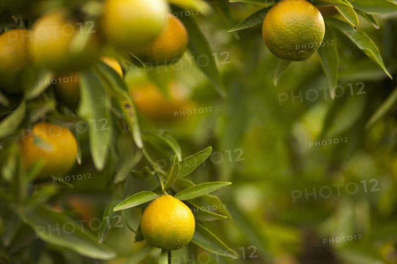 Close up of fruit growing on tree