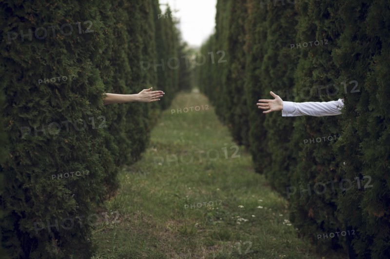 Arms of man and woman reaching from hedges
