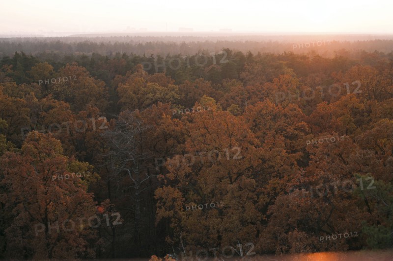 Scenic view of forest in autumn